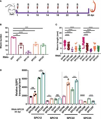 Inhibition of signal peptidase complex expression affects the development and survival of Schistosoma japonicum